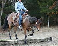 ranch-versatility-quarter-horse