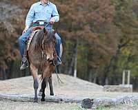 ranch-work-quarter-horse