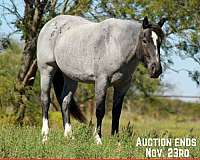blue-roan-shire-mare