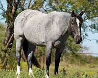 15-hand-shire-mare