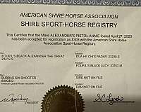 blue-roan-shire-for-sale