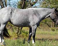 blue-roan-shire-horse