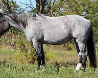 blue-roan-shire