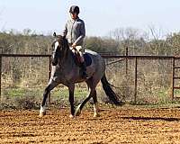 blue-roan-star-horse