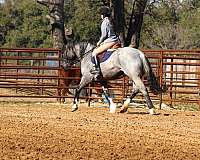 quarter-horse-shire