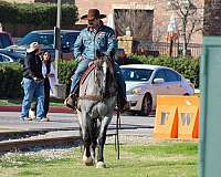 ranch-shire-horse