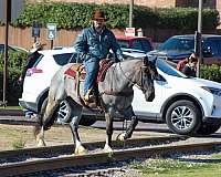 shire-horse