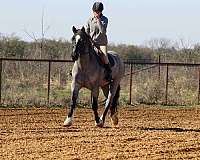 trail-shire-horse