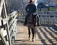 all-around-shire-horse