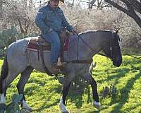 athletic-shire-horse