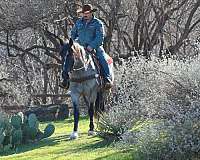 beginner-shire-horse