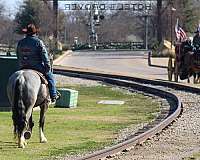 experienced-shire-horse