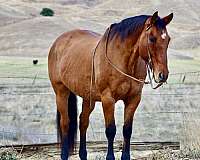 dun-star-horse