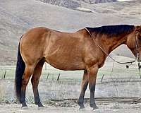quarter-horse
