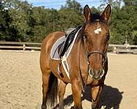 ranch-quarter-horse