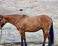 trail-quarter-horse
