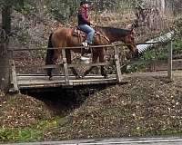 all-around-quarter-horse