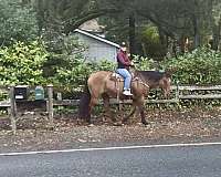 athletic-quarter-horse