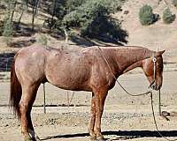 quarter-horse