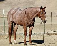 red-roan-star-horse