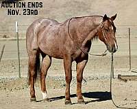 star-horse