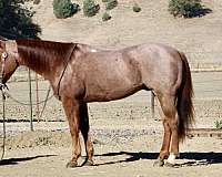 trail-horse-quarter