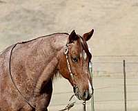 all-around-quarter-horse