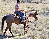 athletic-quarter-horse