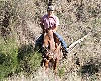 ranch-quarter-horse