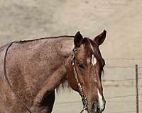 rope-quarter-horse