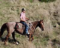 beginner-quarter-horse