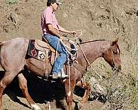 experienced-quarter-horse