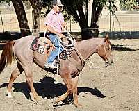 flashy-quarter-horse
