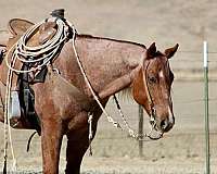 husband-safe-quarter-horse