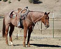 kid-safe-quarter-horse