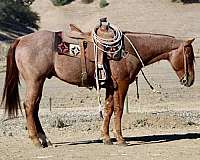 ranch-versatility-quarter-horse