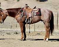 ranch-work-quarter-horse