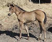 foundation-stock-quarter-horse