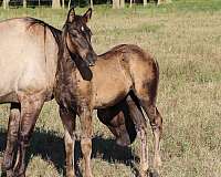 jaz-ranch-quarter-horse