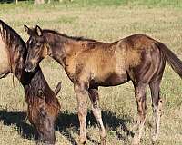 foundation-stock-horse