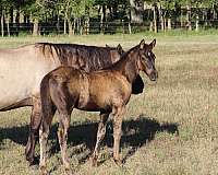 jaz-ranch-horse