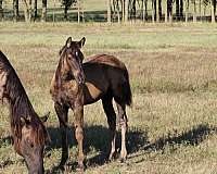 athlete-filly