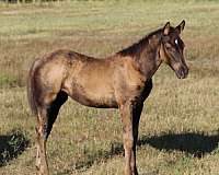 foot-filly
