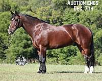 blue-roan-dark-points-horse