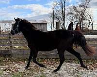 big-boned-morgan-horse