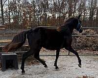 boned-morgan-horse