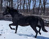 judge-morgan-horse
