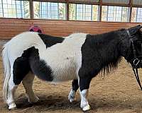 all-around-miniature-horse