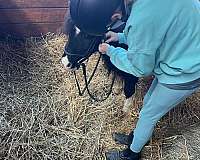 beginner-miniature-horse