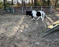 companion-miniature-horse